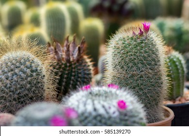 Green Cactus Plant In Plastic Pot