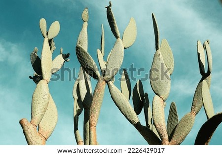 green cactus plants with blue sky background