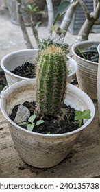 green cactus plants planted in flower pots 