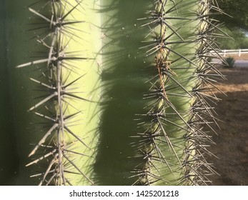 Green cactus with sharp needles