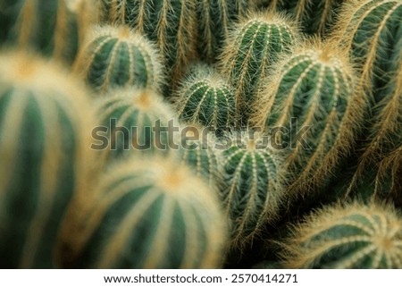 Green Cactus with Sharp Spikes