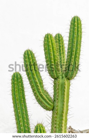 Green cactus with sharp thorns thriving in front of a bright white wall, basking in warm sunlight and showcasing vibrant textures