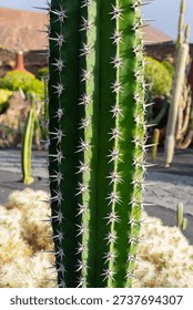Green cactus stem displaying rows of sharp spines, thriving in the sunny desert garden environment on Lanzarote