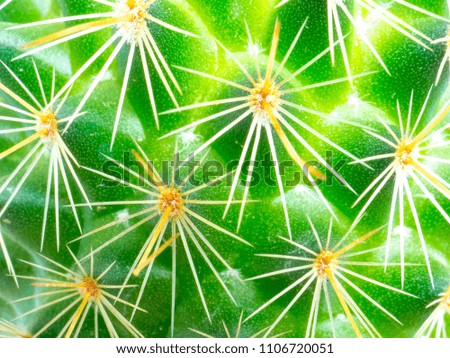 A green cactus in a white background.