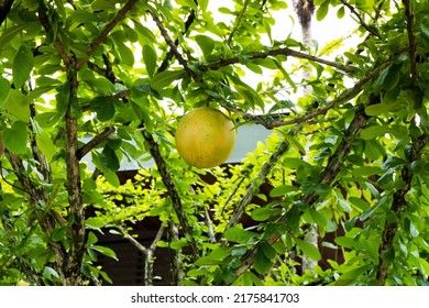 27 230件の Calabash の画像 写真素材 ベクター画像 Shutterstock