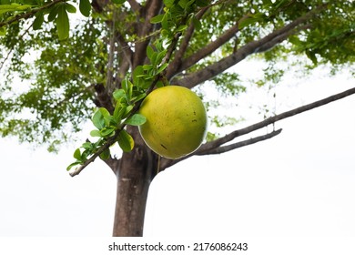 27 230件の Calabash の画像 写真素材 ベクター画像 Shutterstock