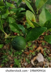 Green Calamansi Lime Malay Food Stock Photo Edit Now 1986909416