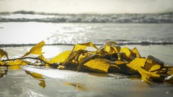 Green California Beach Seaweed On Sandy Beach Ocean Plant Life