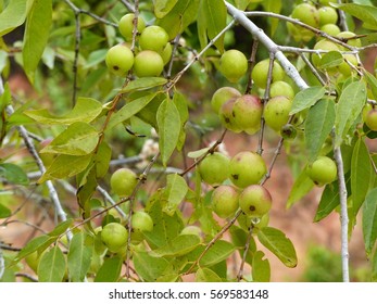 Green Camu Camu Fruit Myrciaria Dubia Stock Photo (Edit Now) 569583148