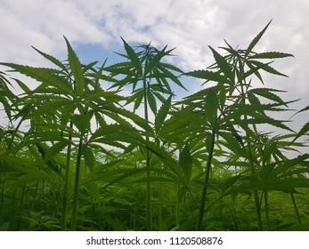 Green Canabis On Marihuana Field Farm