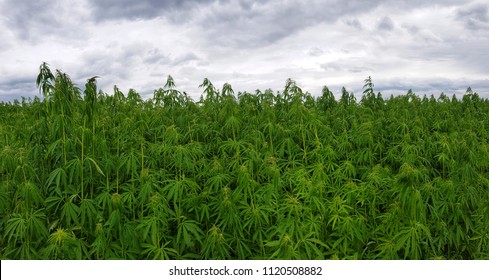 Green Canabis On Marihuana Field Farm