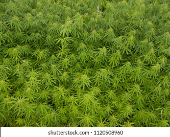 Green Canabis On Marihuana Field Farm