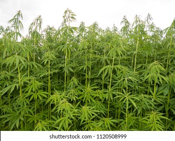 Green Canabis On Marihuana Field Farm