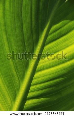 green canna leaf close up