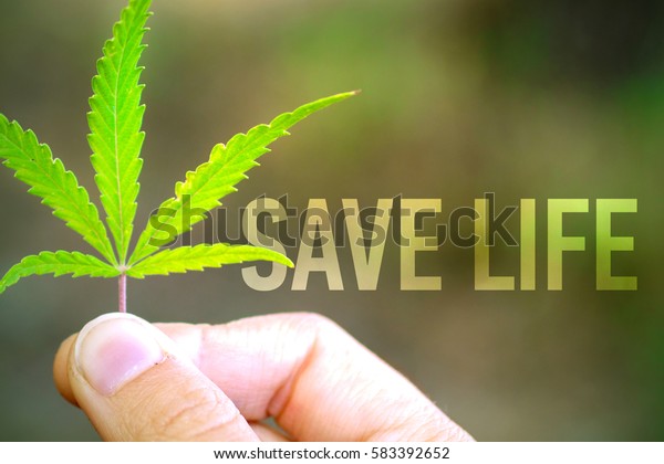 Green cannabis leaf in hand with inscription SAVE LIFE