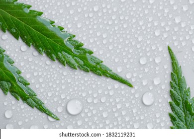 Grünes Cannabis-Blatt Makro auf hellem Hintergrund mit viel Wasser oder Taubentropfen. Draufsicht, flaches Layout. Vorlage oder Layout