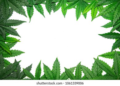 994 Marijuana leaf border Stock Photos, Images & Photography | Shutterstock