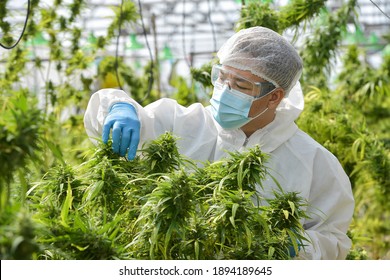 Green cannabis leaves. Growing medical marijuana.Cannabis Plant Flower.marijuana vegetation plants, Growing cannabis indica