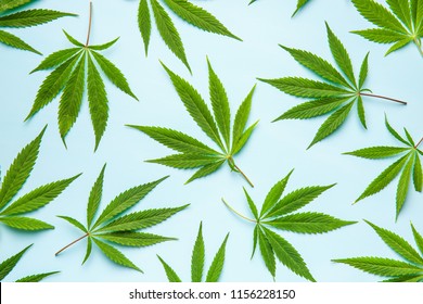 Green cannabis leaves on blue background.