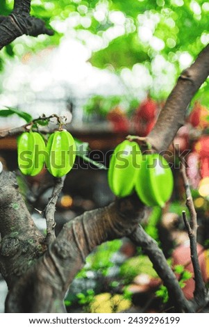 Green Carambola or Star Fruit and Lemon in the Market,Close up star fruit carambola or star apple ( starfruit ) on white background. Star fruit with healthy food.Top view with copy space,Single Ripe 