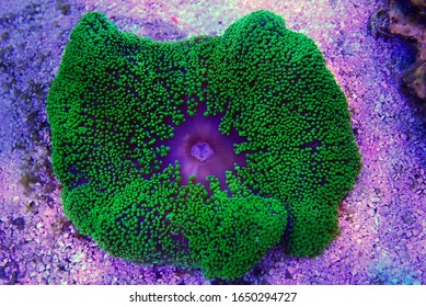 Green Carpet Anemone - Stichodactyla Haddoni