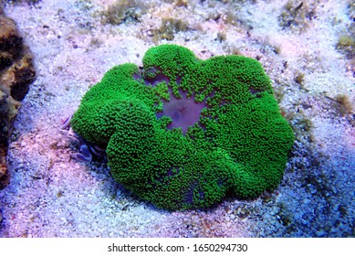 Green Carpet Anemone - Stichodactyla Haddoni