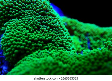 Green Carpet Anemone - Stichodactyla Haddoni