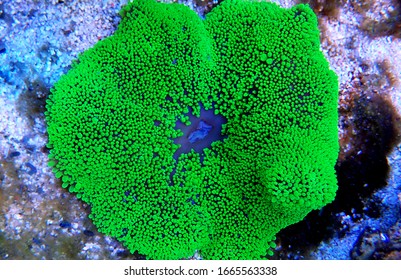 Green Carpet Anemone - Stichodactyla Haddoni