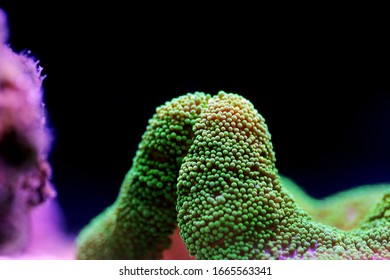 Green Carpet Anemone - Stichodactyla Haddoni