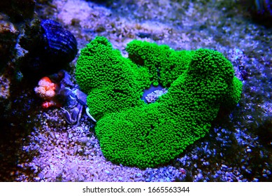 Green Carpet Anemone - Stichodactyla Haddoni