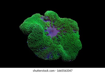 Green Carpet Anemone - Stichodactyla Haddoni