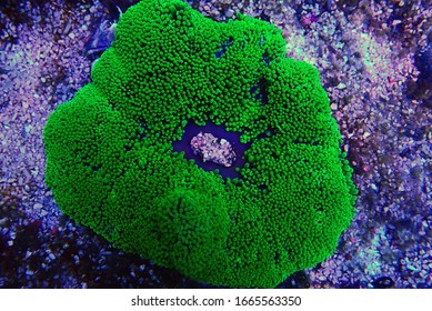 Green Carpet Anemone - Stichodactyla Haddoni