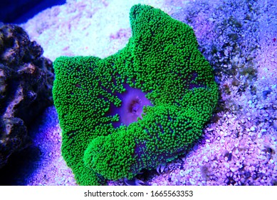 Green Carpet Anemone - Stichodactyla Haddoni