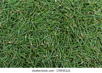 Green Carpet Of Fir Needles Fills The Frame