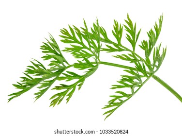 Hornwort Ceratophyllum Demersum On White Background Stock Photo ...