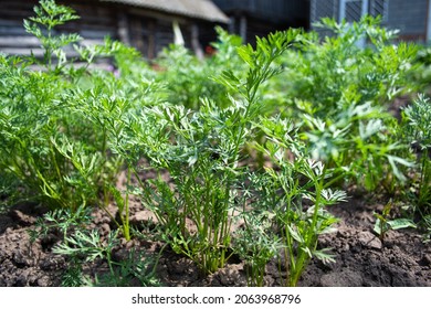 Green Carrot Seedlings In The Vegetable Garden. Home Growing Vegetables In Spring Time, Home Garden.