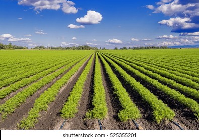 Green carrots field with blue sky