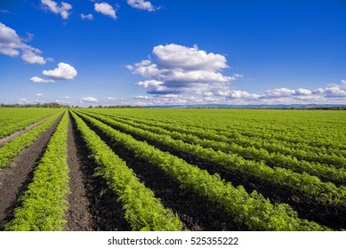 Green carrots field with blue sky