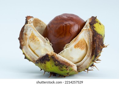 A green casing split in 3 directions to reveal a brown chestnut within.  Dark banding can be seen around the chestnut, while the whole image is set against a bright white high-key background.