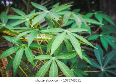 Green Cassava Leaves Stock Photo 1375748351 | Shutterstock