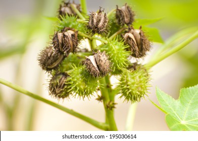 Green Castor Oil Plant .