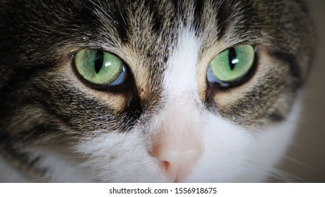 Cat Eyes Close Up Images Stock Photos Vectors Shutterstock