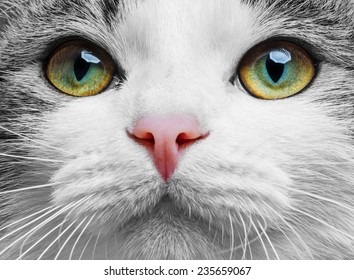 A Green Cat Eyes Close Up