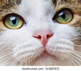 A Green Cat Eyes Close Up