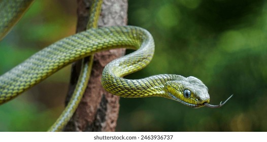 Green cat snake is a mildly venomous tree snake.