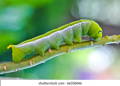 Green Caterpillar