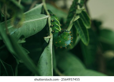 Green caterpillar clinging to a leafy plant in a natural environment. The caterpillar features intricate orange-tipped spines and black markings along its body, creating a striking contrast - Powered by Shutterstock