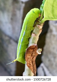 Green Caterpillar Eating Leaf Garden Stock Photo 1500726728 | Shutterstock