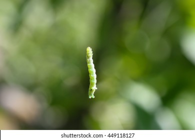 Green Caterpillar Hanging Thread On Blurry Stock Photo 449118127 ...