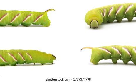 Green Caterpillar Of The Hawk Moth, The Largest Moth Listed In The Red Book. A Caterpillar Isolated On A White Background, Side View, Stretched Out To Full Height, Crawls In Different Directions